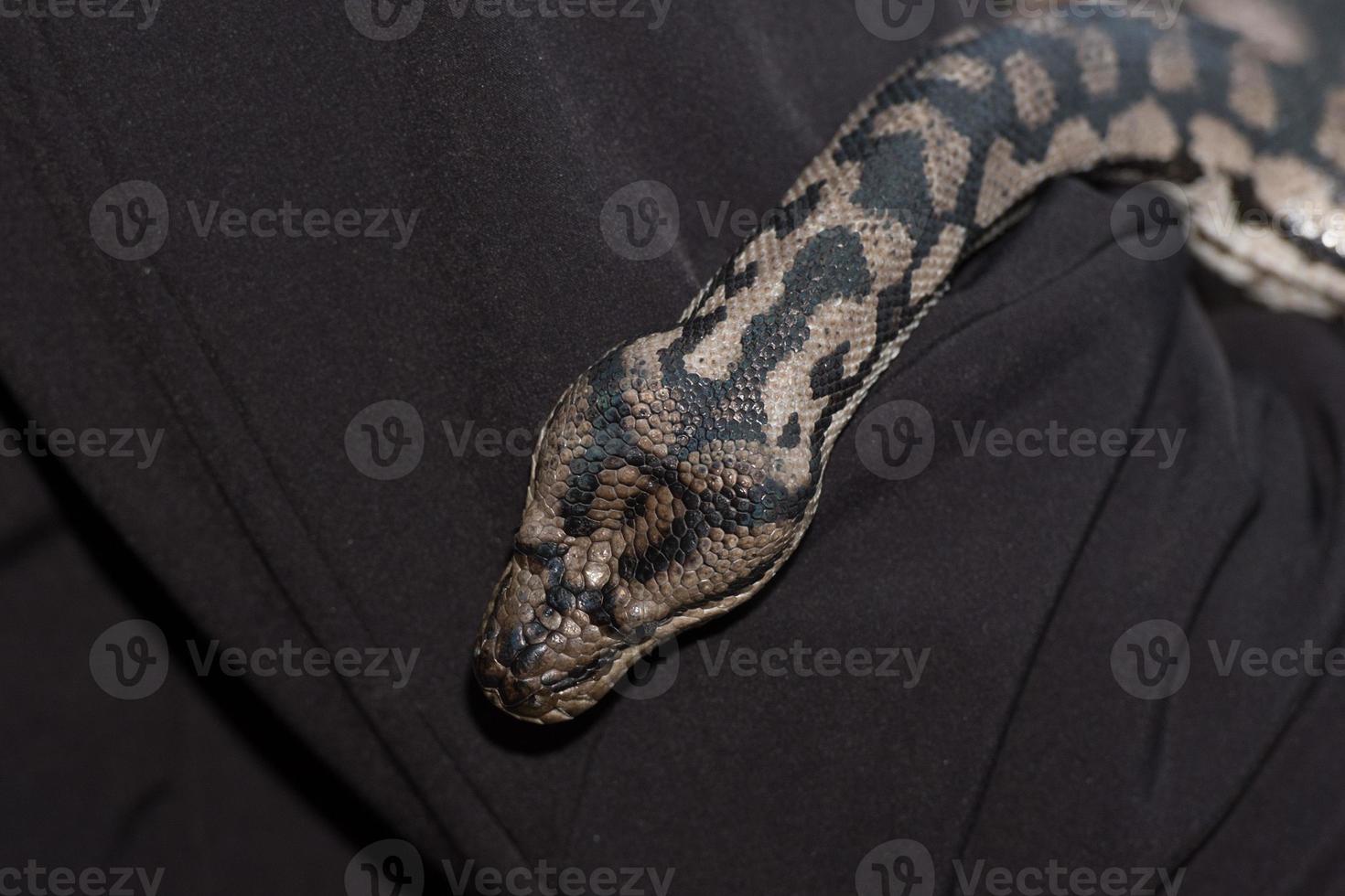 Python snake portrait hanging from man photo