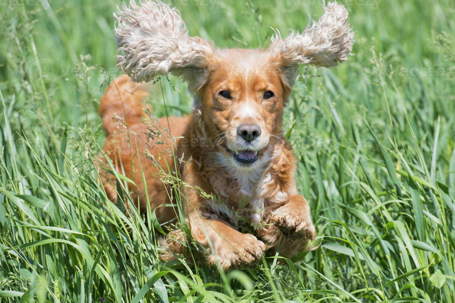 Isolated english cocker spaniel while jumping on green grass photo