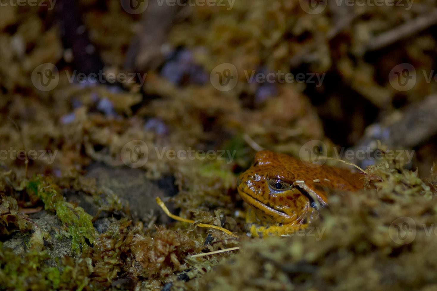 madagascar orange frog photo