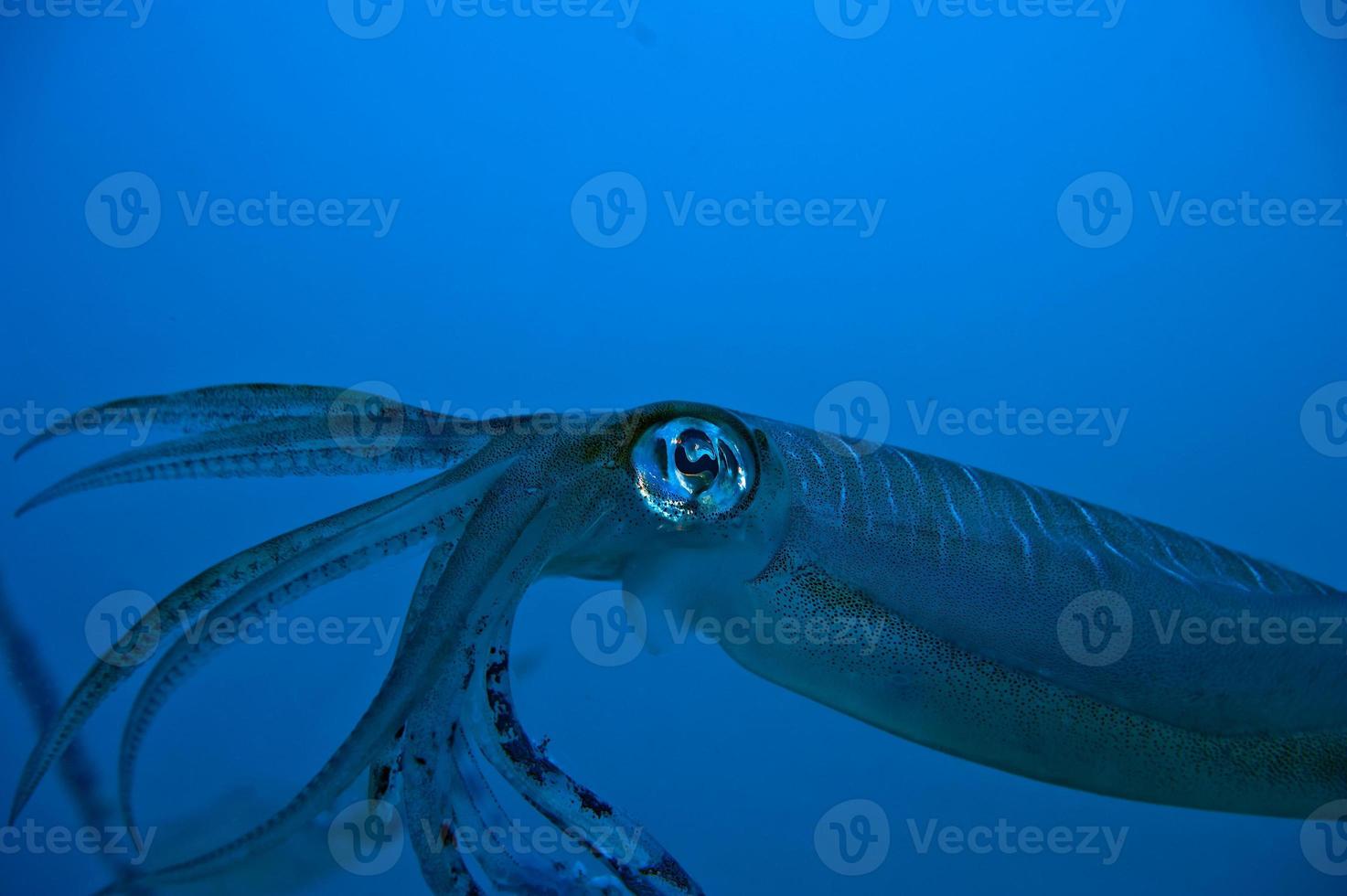An isolated close up colorful squid cuttlefish looks like 20.000 leagues under the sea photo