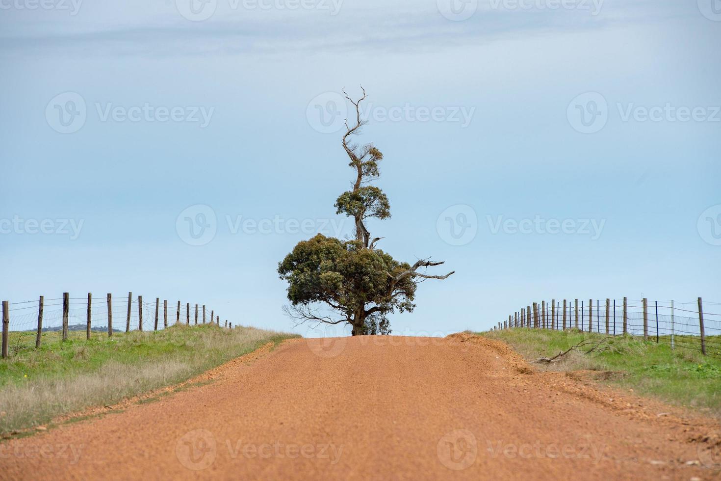 árbol solitario en la carretera roja en el bosque de eucaliptos foto