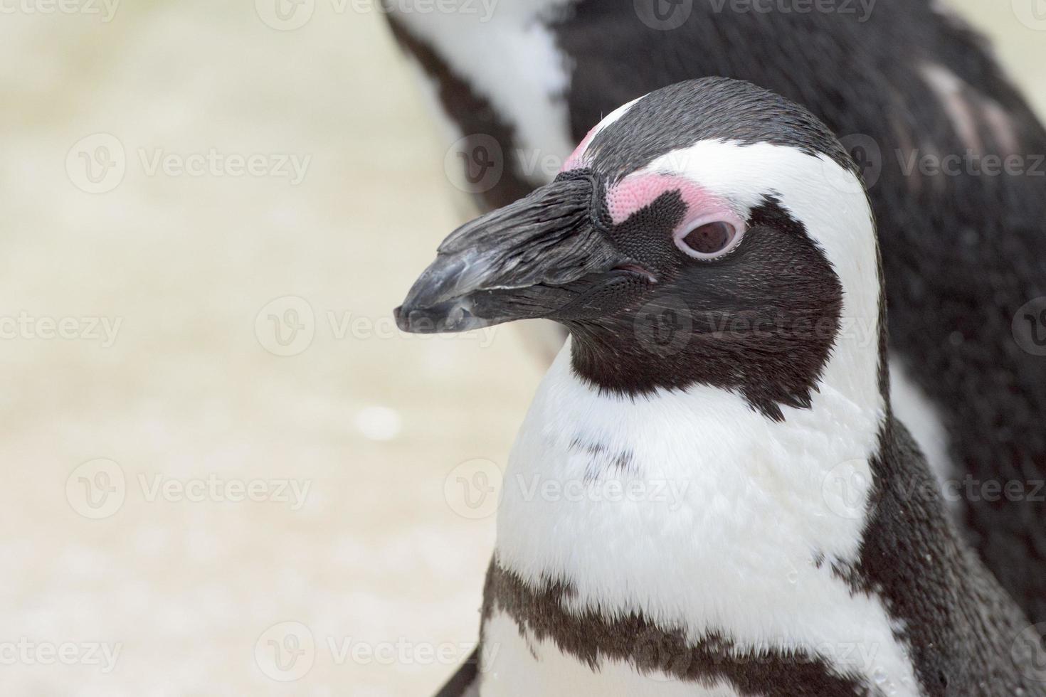 african penguin close up portrait photo