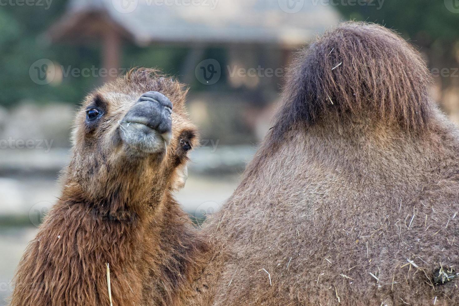 brown camel portrait photo