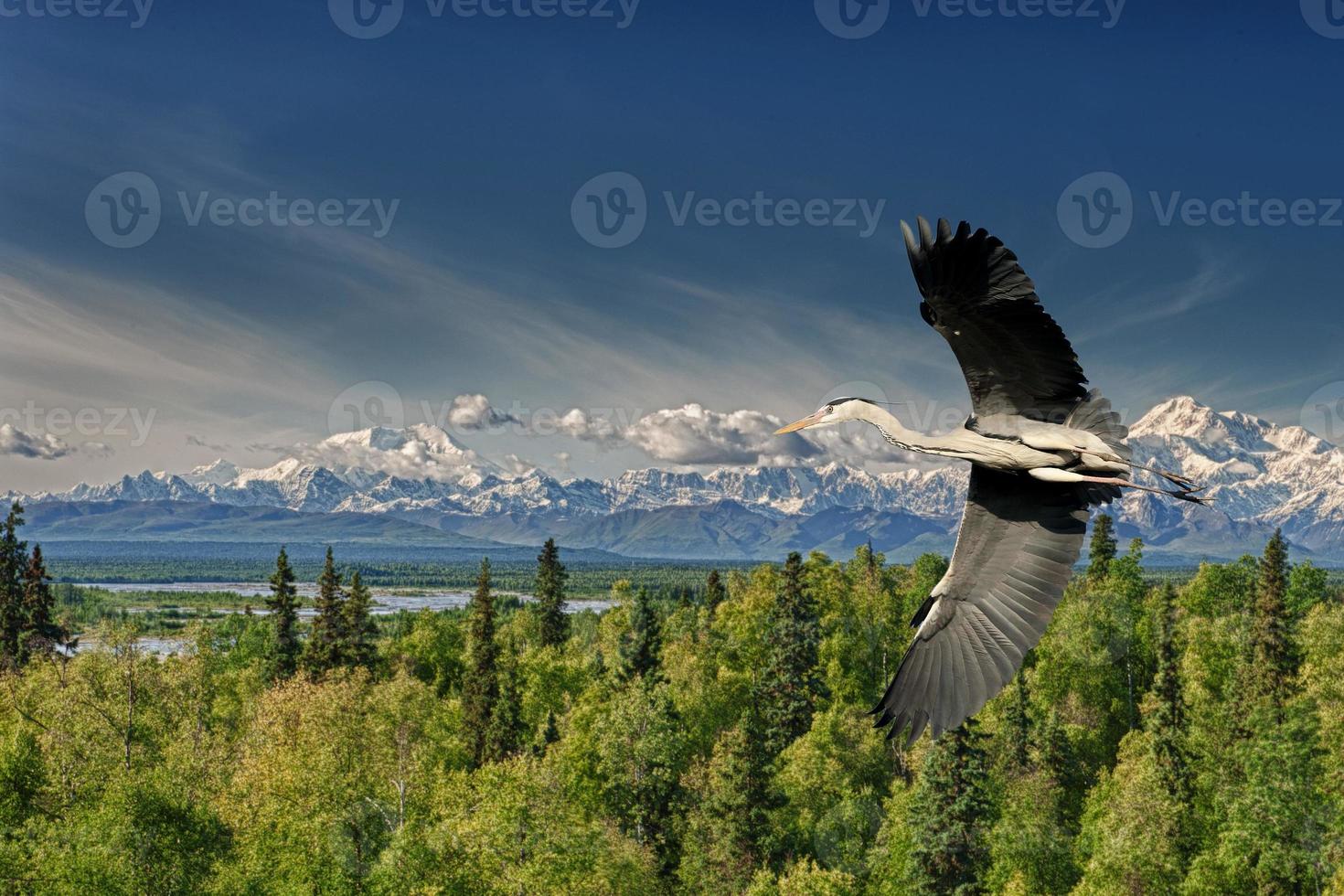 A blue black heron in the blue sky background photo