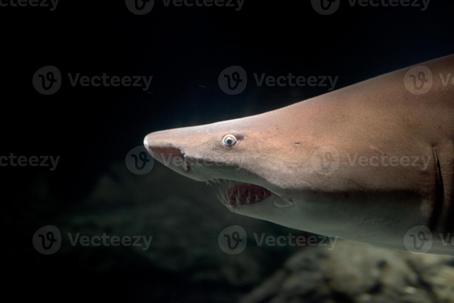 bull shark open jaws rwady to attack at night 20421290 Stock Photo at