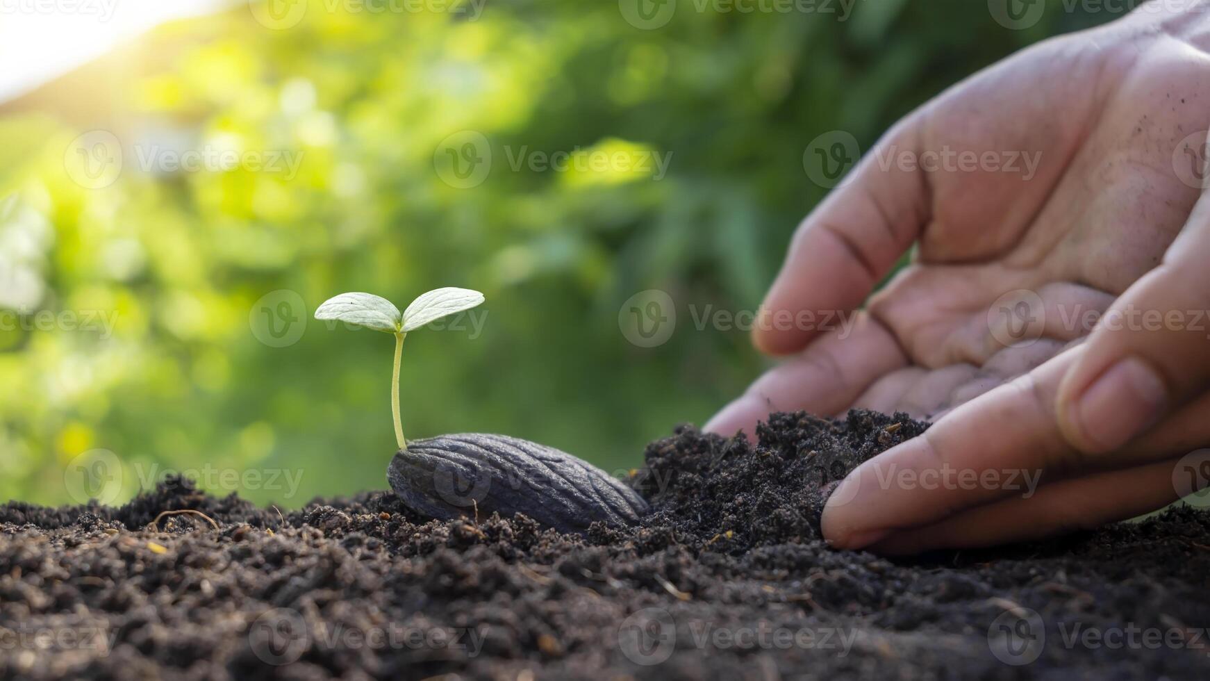 Planting trees with seeds and planting trees at the hands of farmers