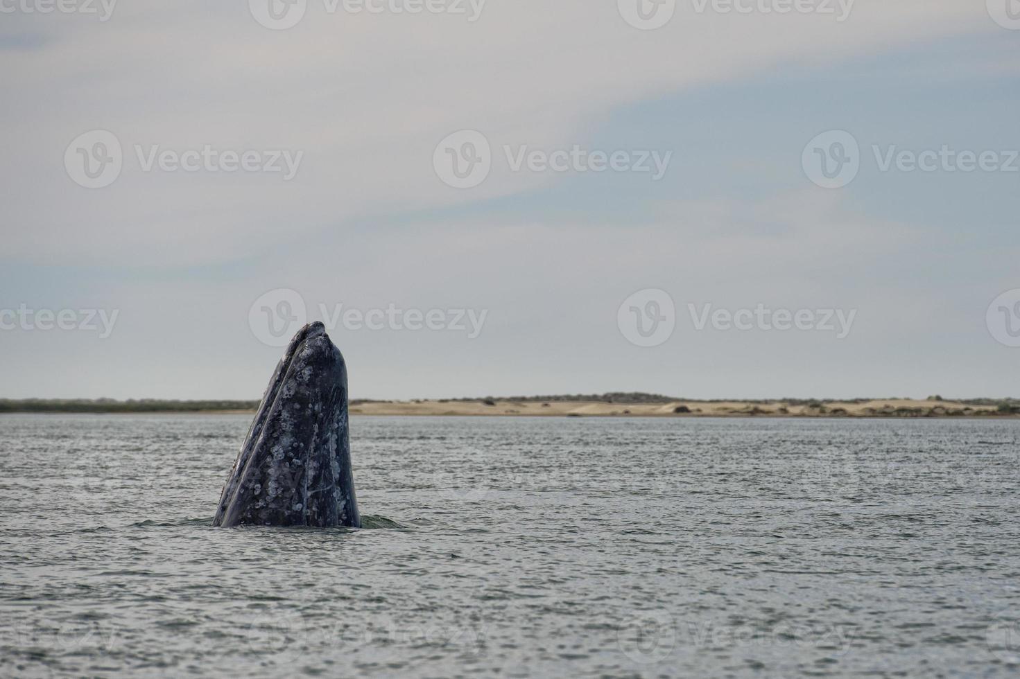 grey whale mother and calf photo