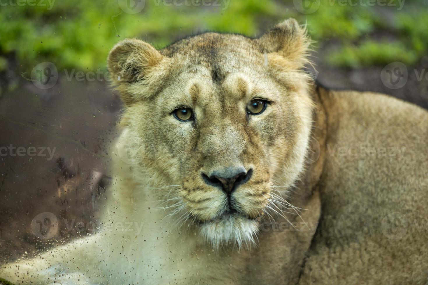 Female asian lion while looking at you photo
