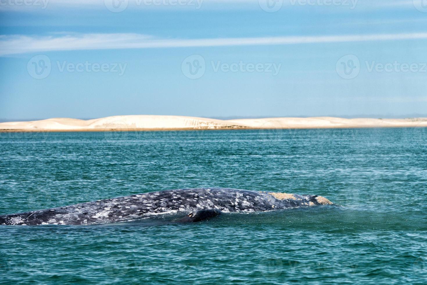 grey whale while blowing for breathing photo