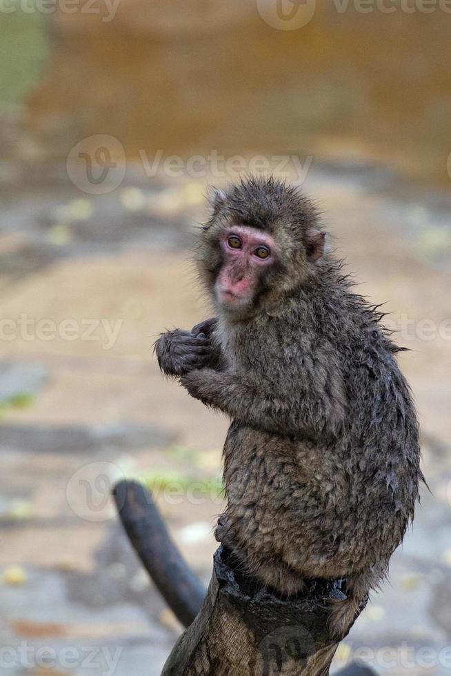 japanese macaque monkey portrait photo