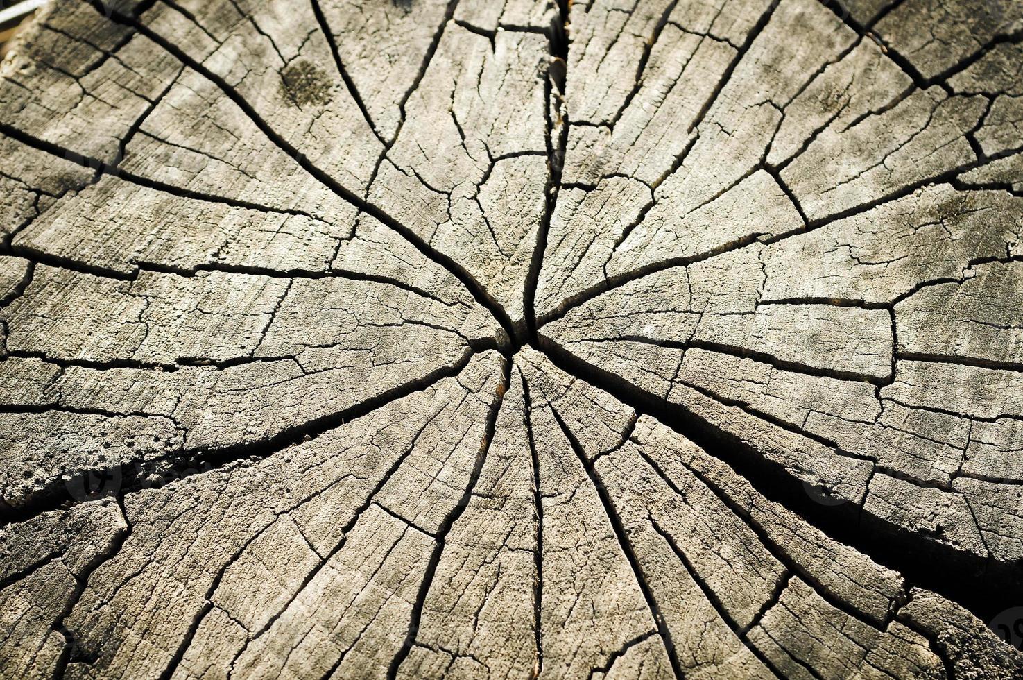 Close up view of tree circles. Cut tree background. photo