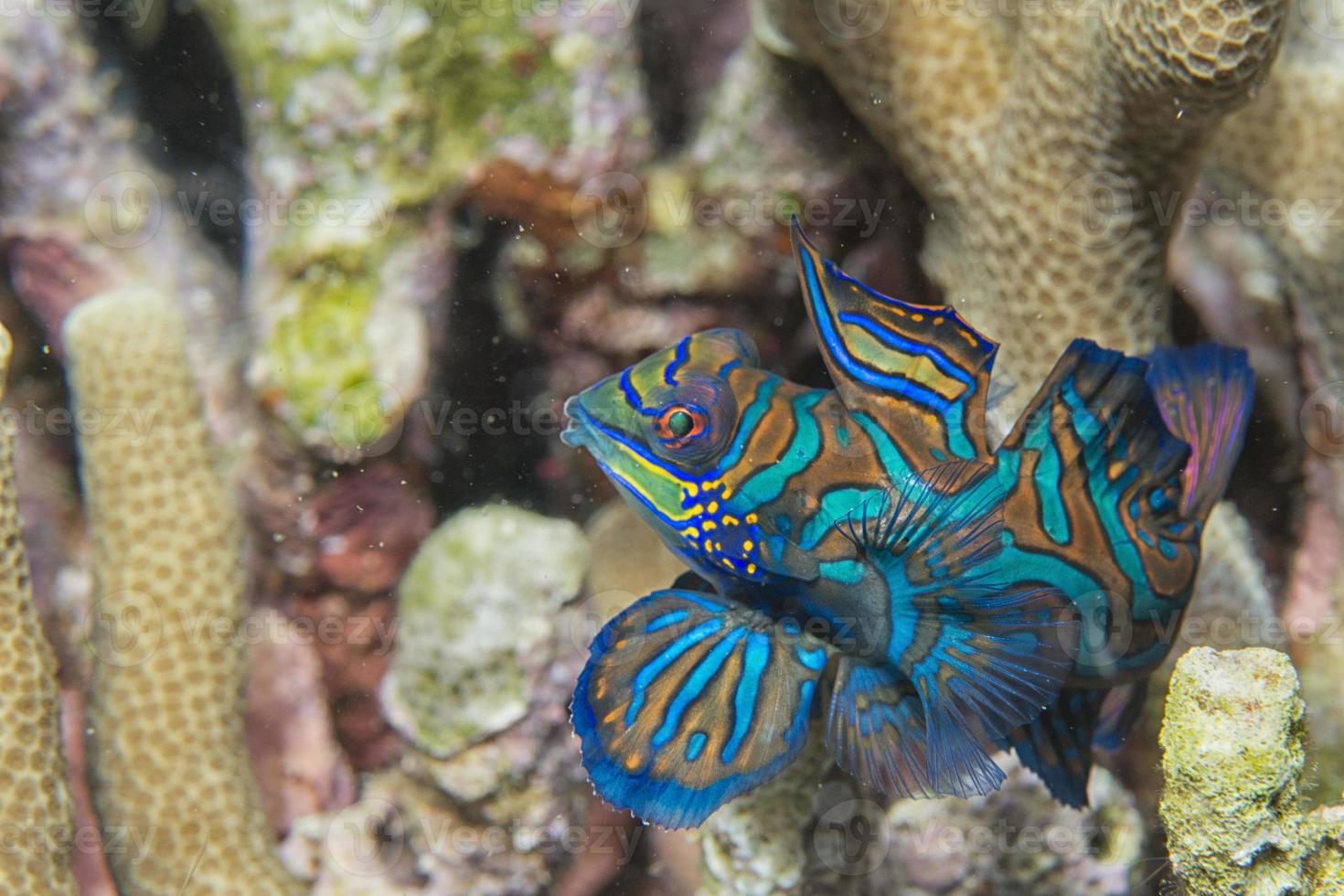 Isolated Mandarin fish photo