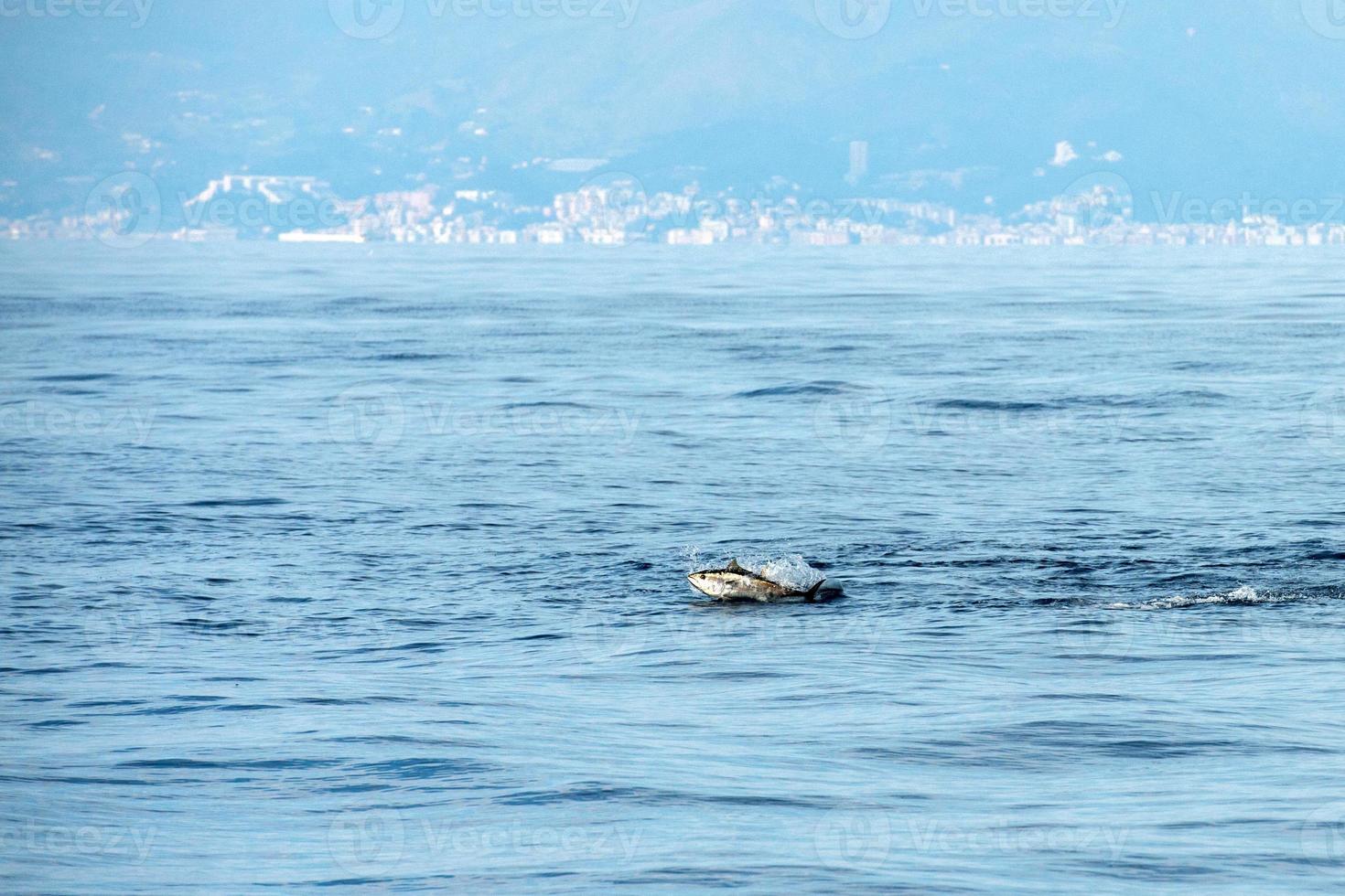 tuna fish jumping outside the sea 20421639 Stock Photo at Vecteezy
