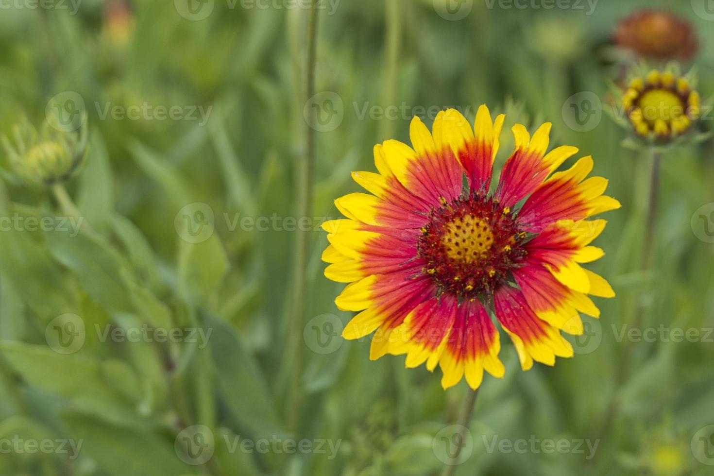 red and yellow daisy photo