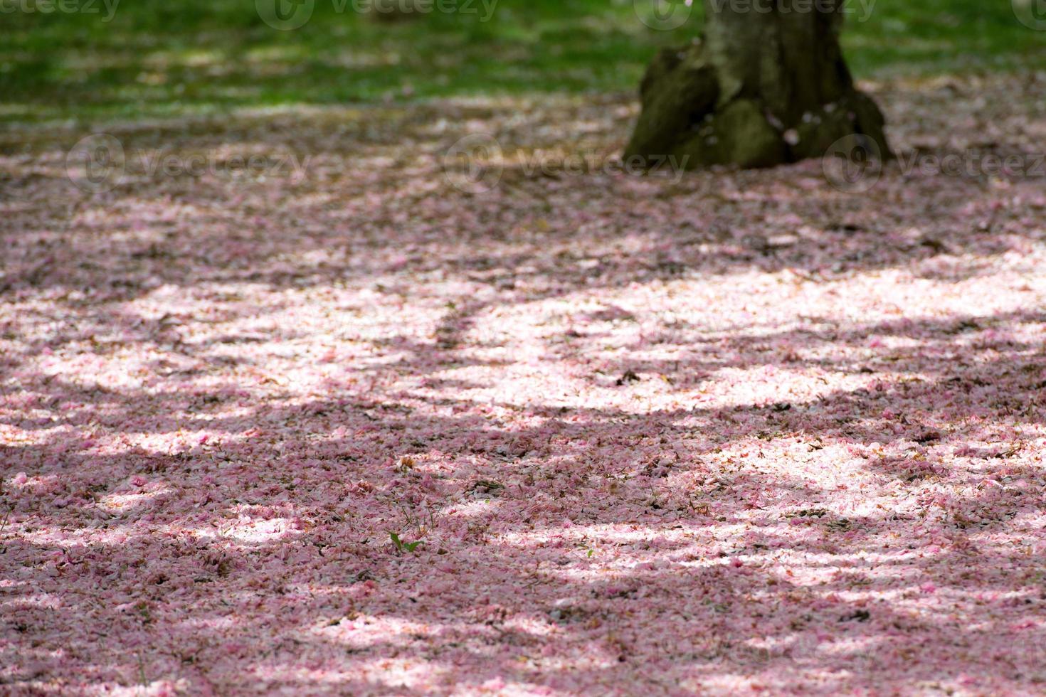 cherry blossom in washington photo