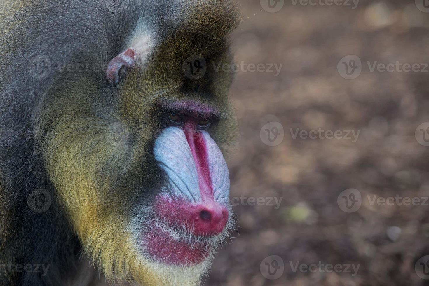 Isolated Mandrill Monkey portrait photo