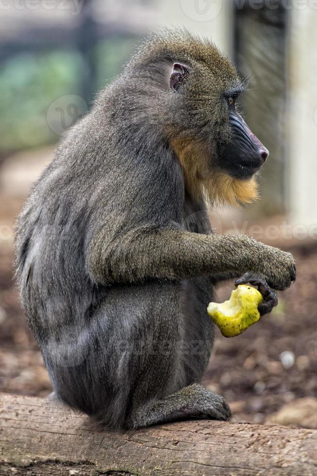 Isolated Mandrill Monkey portrait photo