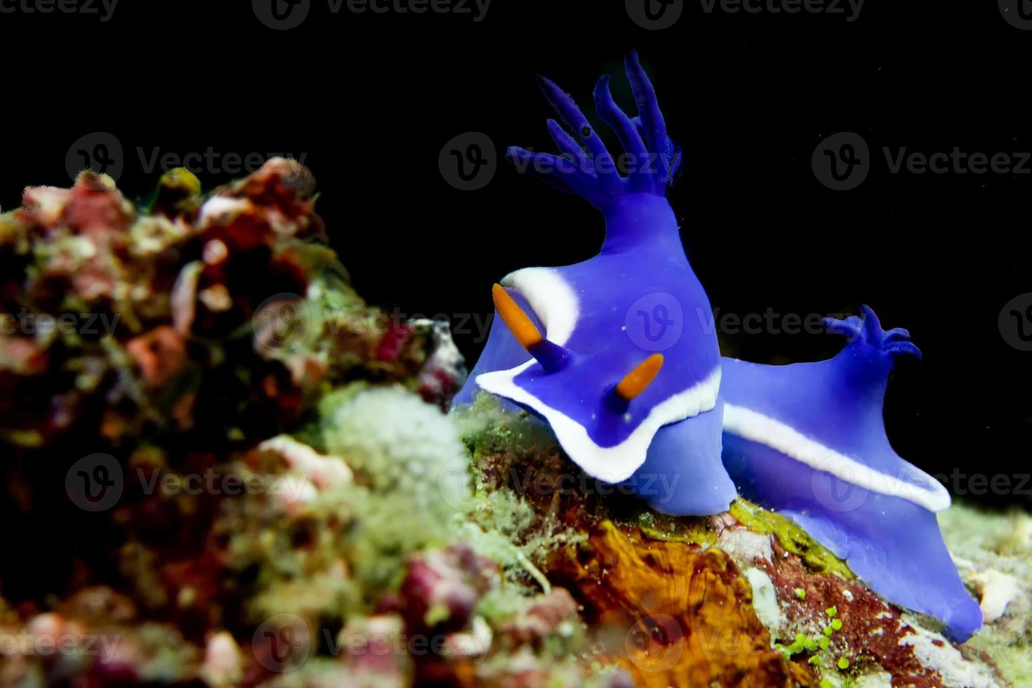 Two Colorful nudibranch on a rock in Sipadan, Borneo, Malaysia photo