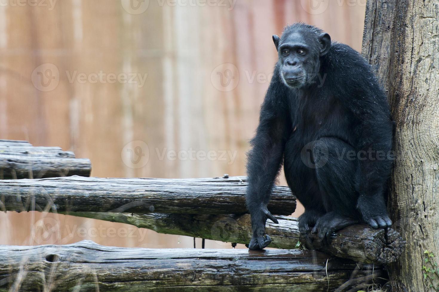 Ape chimpanzee monkey photo