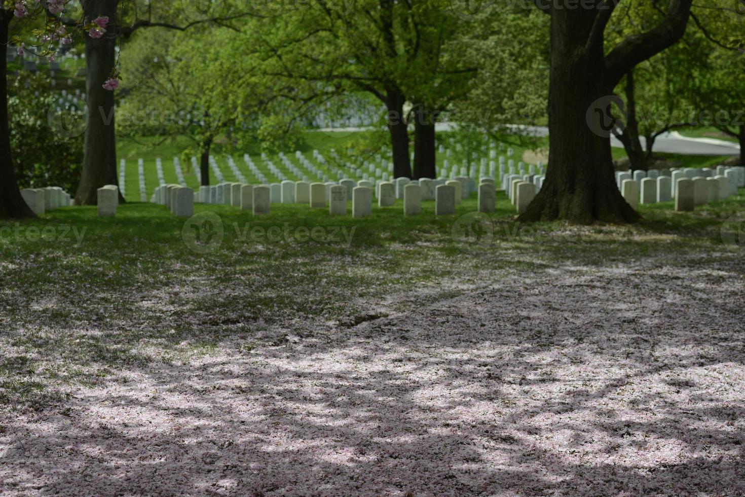 arlington cemetery graveyard photo