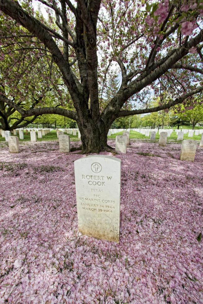 arlington cemetery graveyard photo