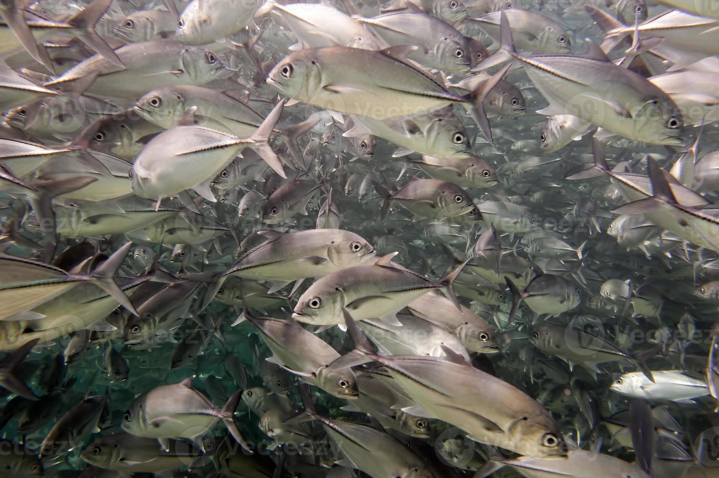 A giant travelly school of fish close up in the deep blue sea photo