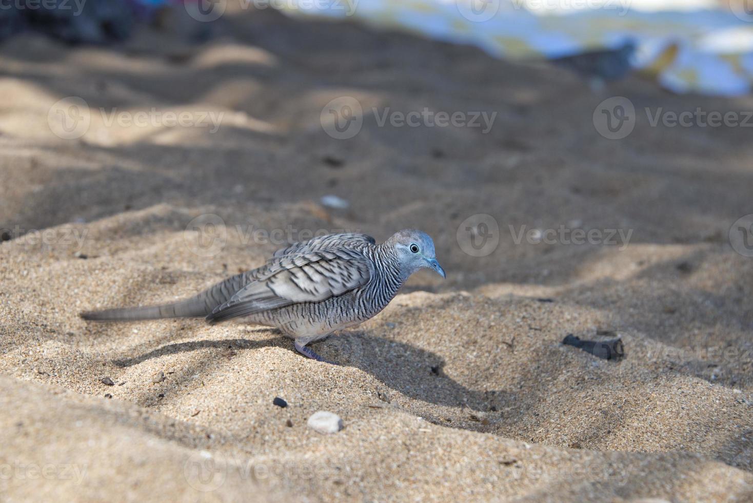 chino manchado paloma pájaro en hawaiano playa foto