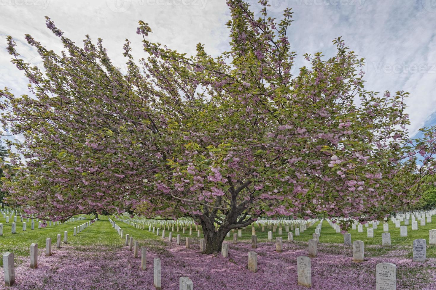 arlington cemetery graveyard photo