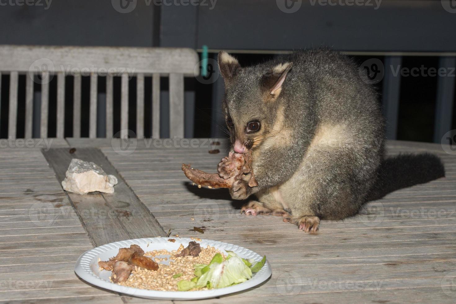 mapache zarigüeya de cola de cepillo en la isla canguro foto