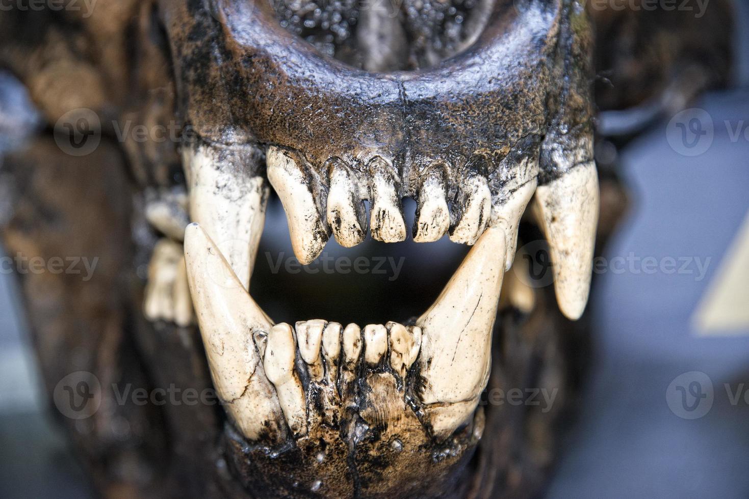saber teeth tiger photo