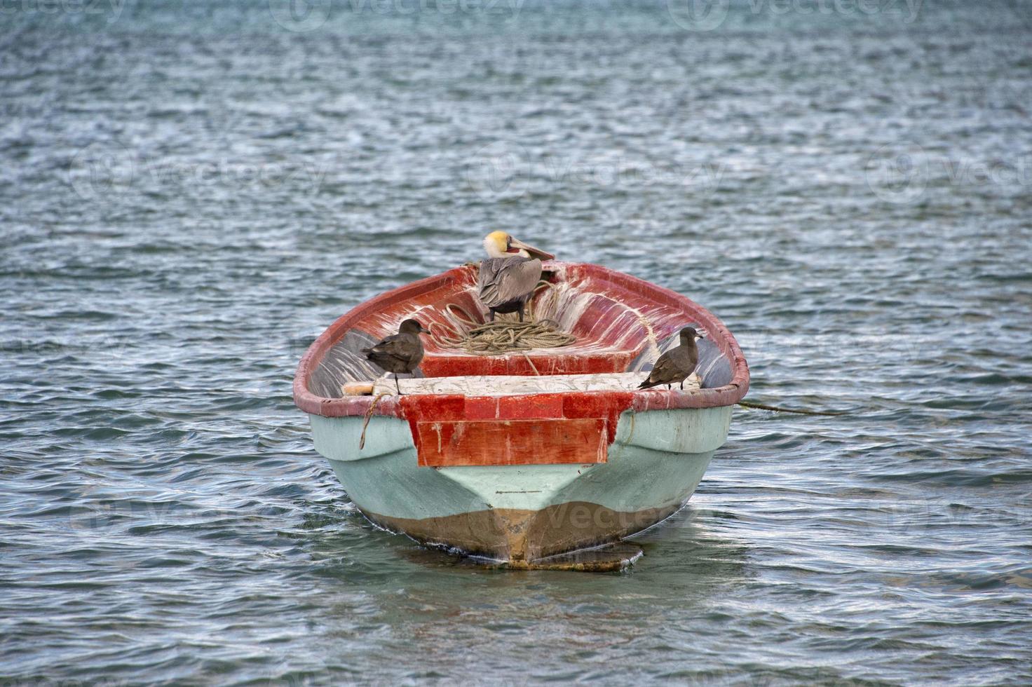 birds on a boat photo