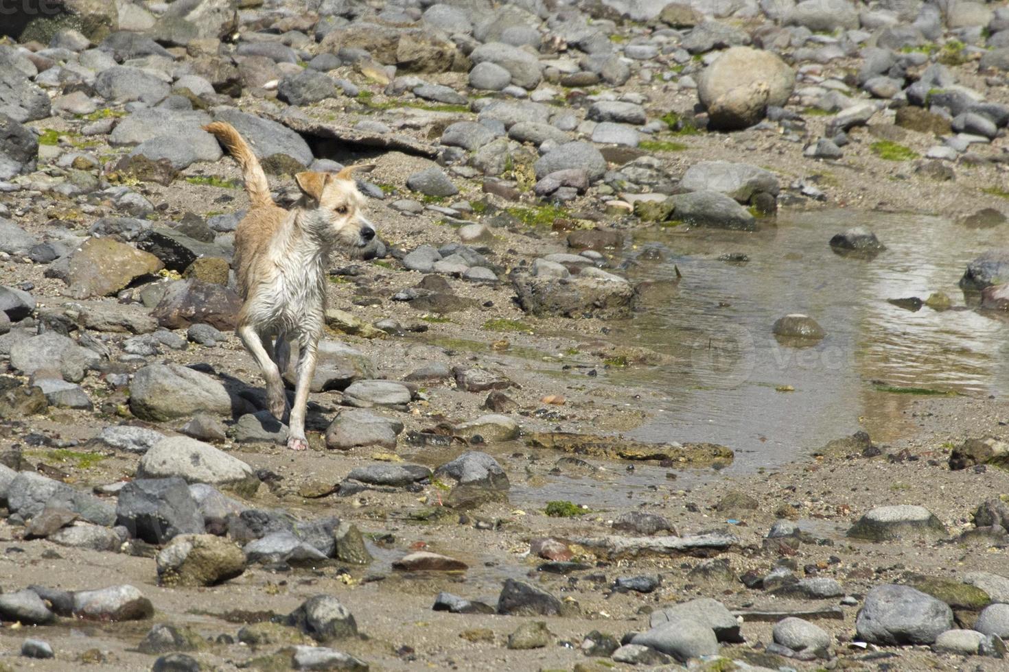 tramp stray dog looking for food photo