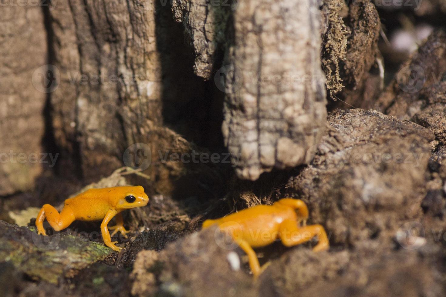 madagascar orange frog photo