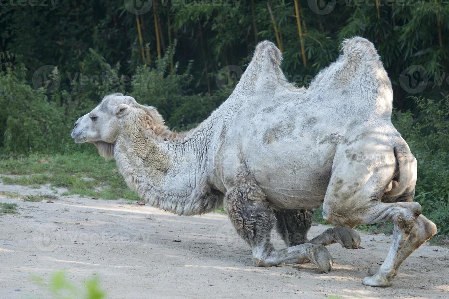 White camel portrait photo