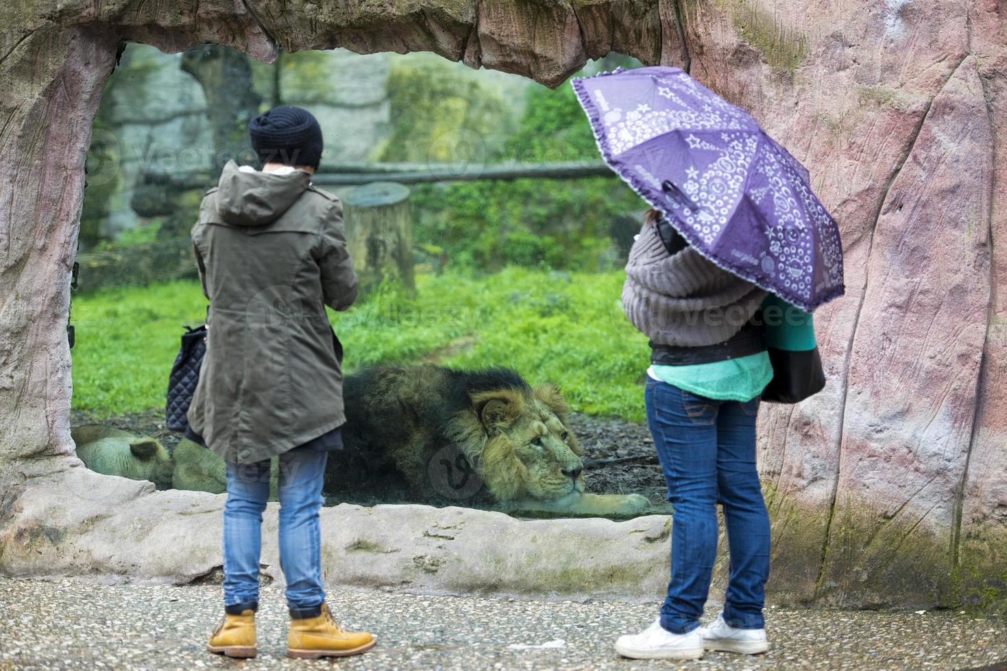 Male asian lion while looking at you at the zoo 20421882 Stock Photo at