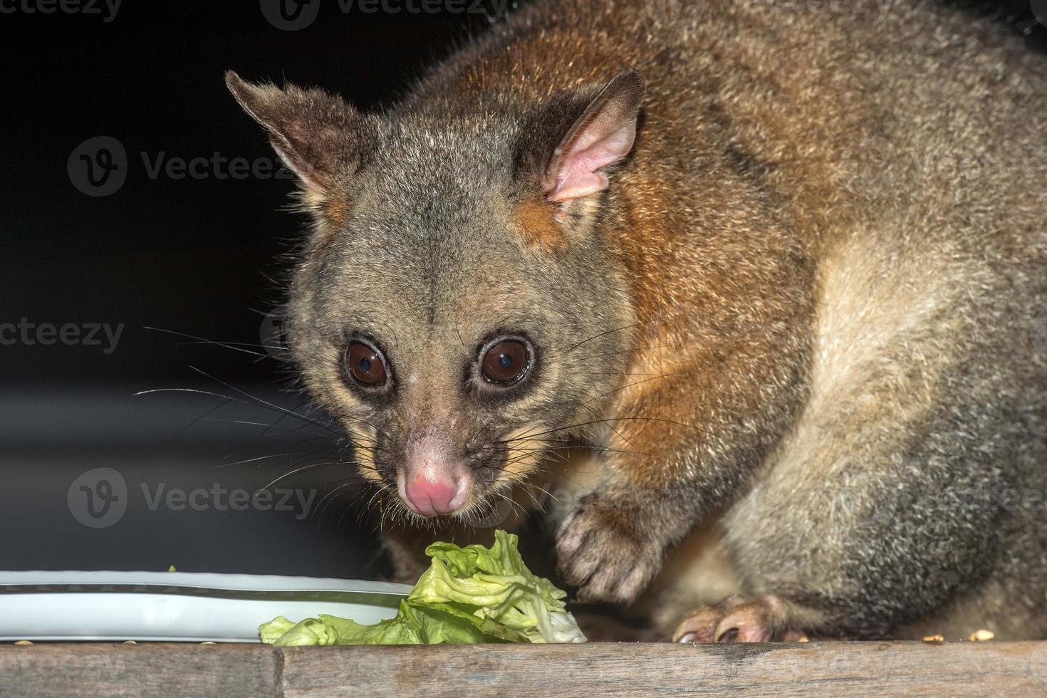 brush tailed possum raccoon in Kangaroo Island photo