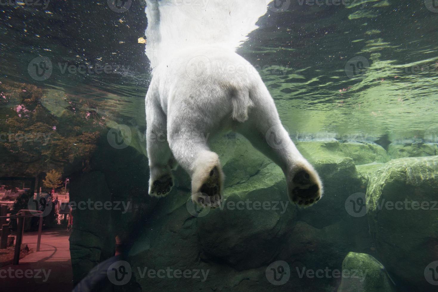 white bear underwater at the zoo photo