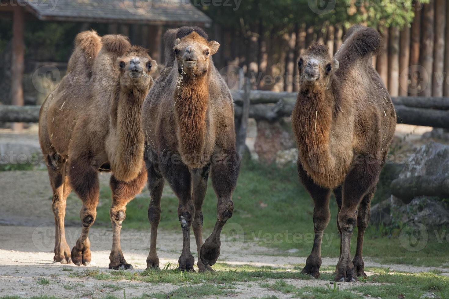 brown camel trio portrait photo