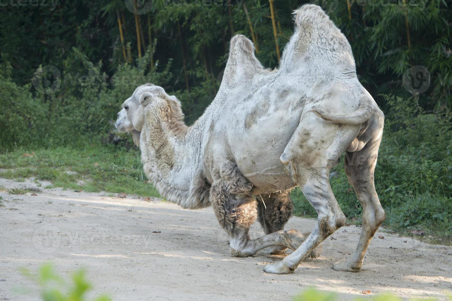 White camel portrait photo