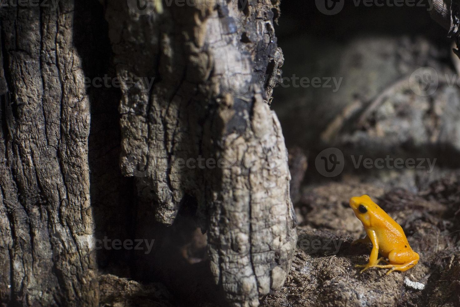 madagascar orange frog photo