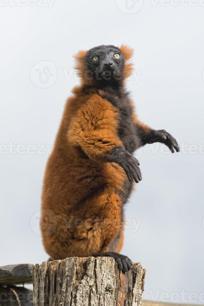 lemur monkey while spreading arms to the sun photo