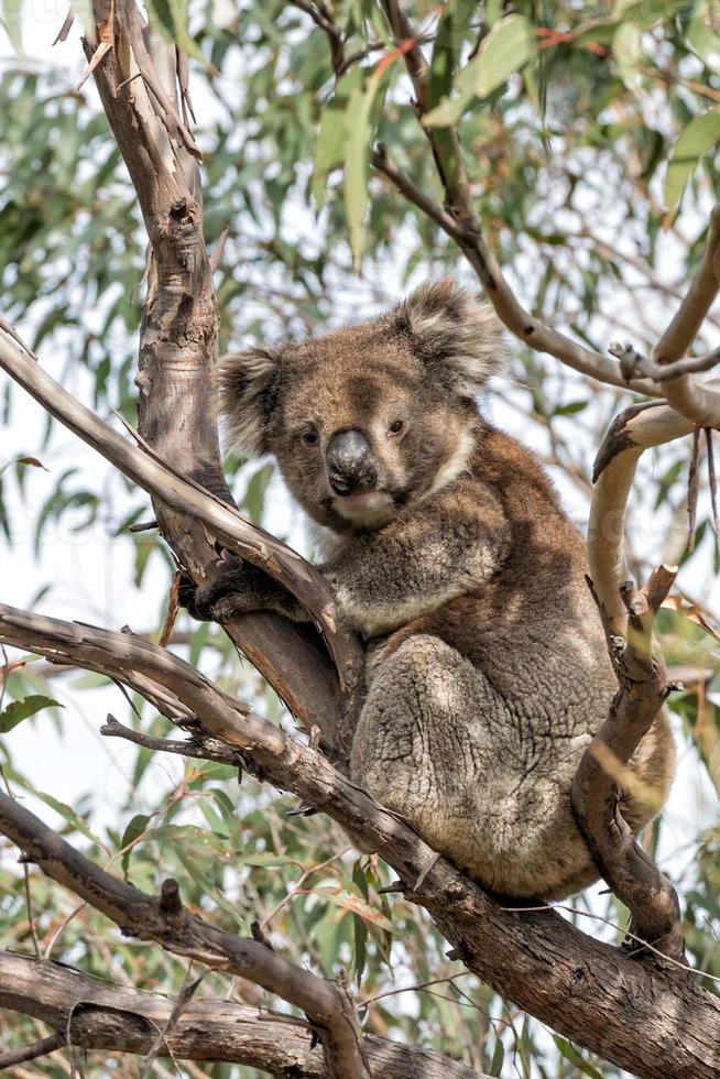 Wild koala on a tree while looking at you photo