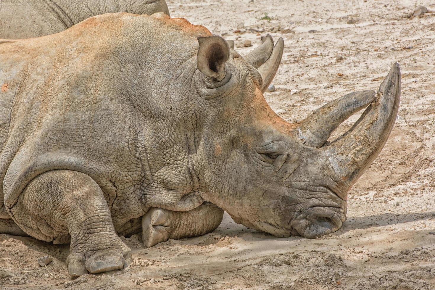 african white rhino portrait while relaxing photo