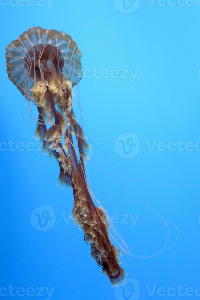 Aquarium Jellyfish in the deep blue photo