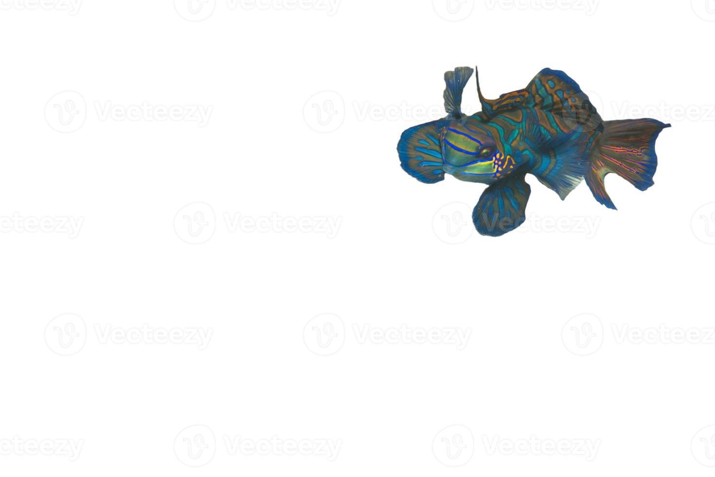 An isolated mandarin fish in the white background photo