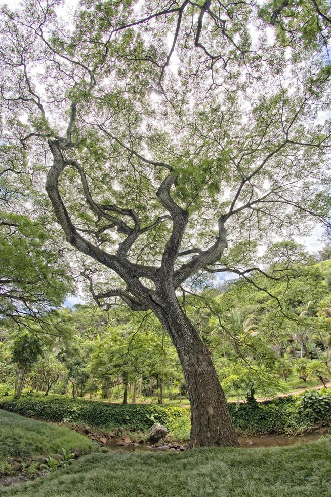 Inside tropical rainforest in Hawaii set of pirates of caribbean photo