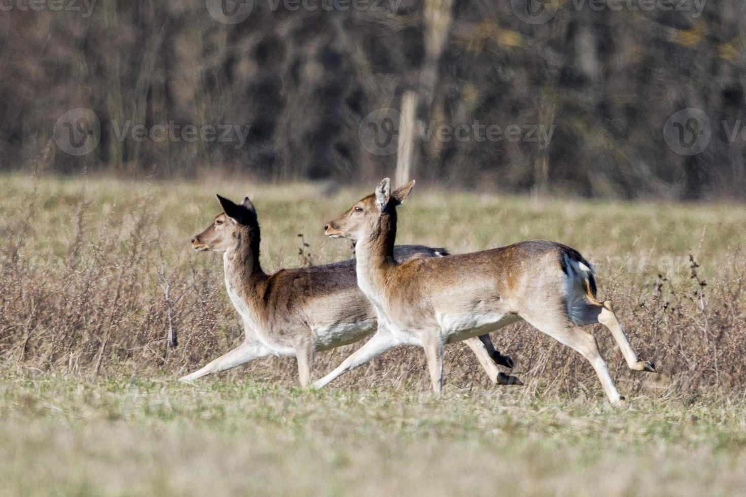 fallow deers while running photo