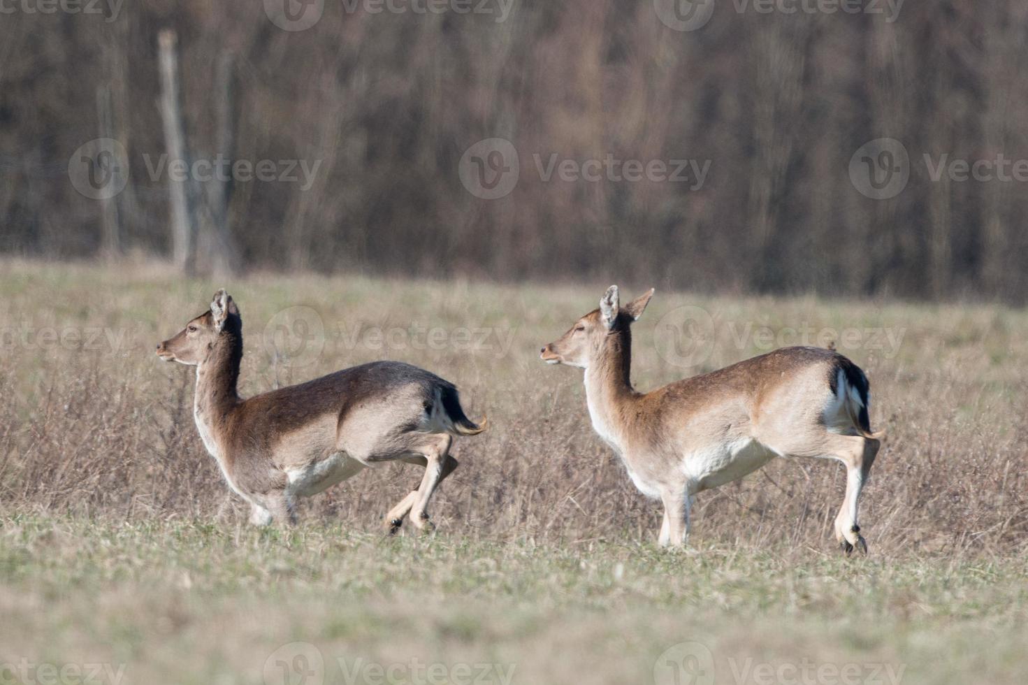 fallow deers while running photo