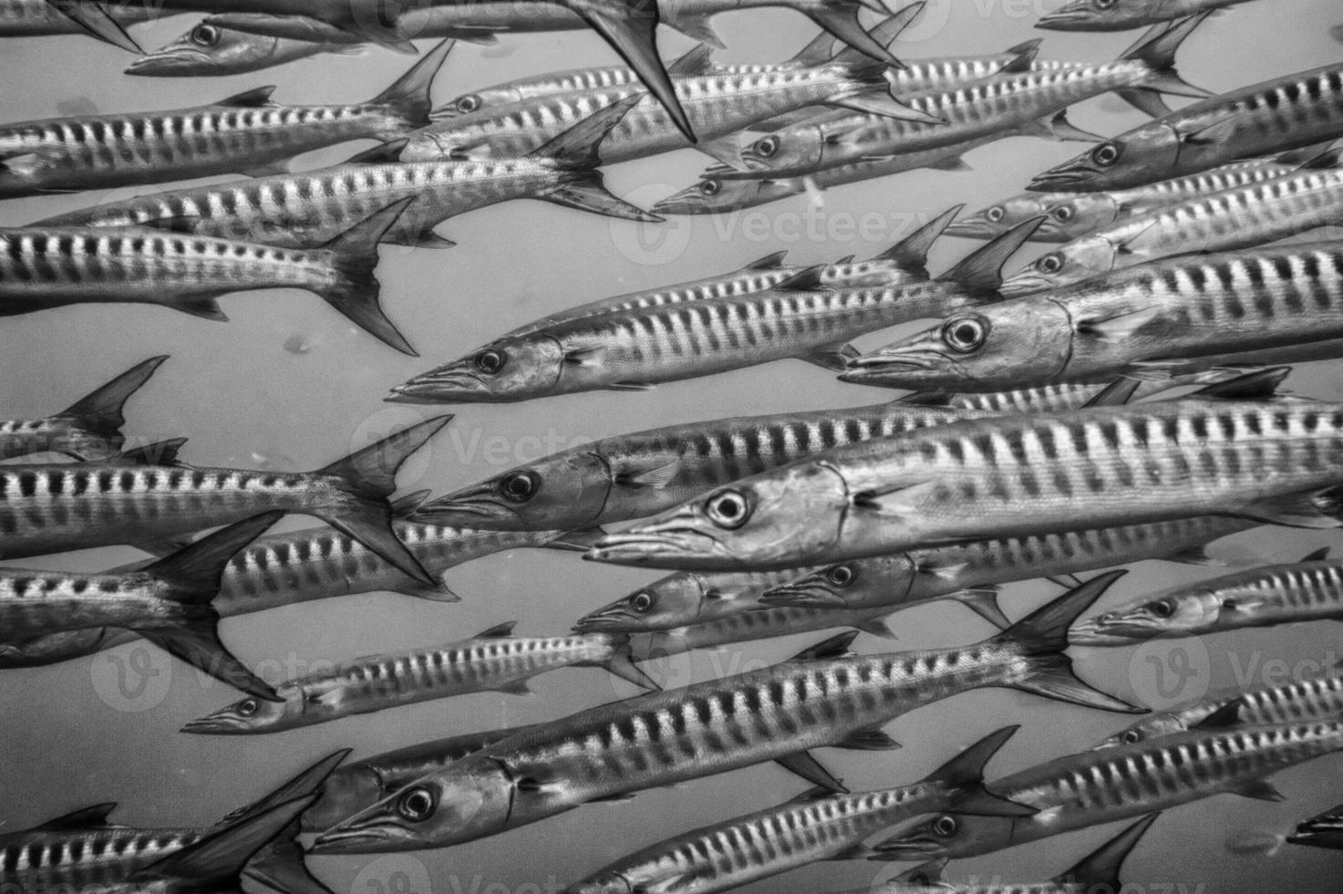 Inside a school of barracuda in black and white photo