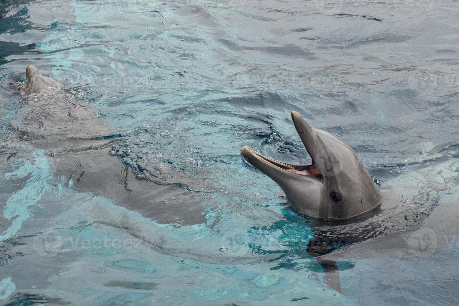 open mouth dolphin photo